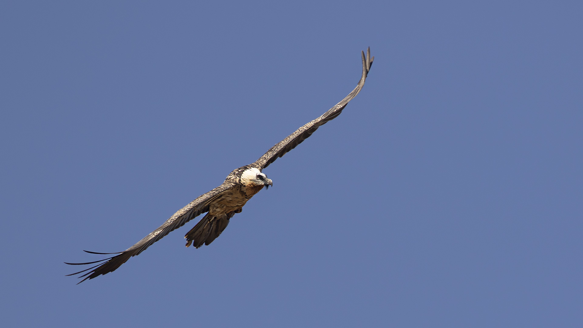 Bearded Vulture